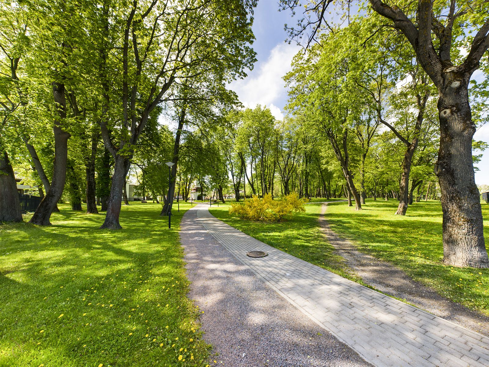 Green park path in Kalamaja